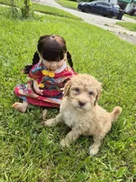 Peach, a female Poodle - Standard  and Miniature Bernedoodle for sale in Redford, MI – 7 of 9