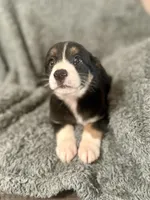 Hermione , a female Australian Shepherd for sale in Austin, TX – 2 of 3