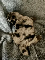 Reed, a male Australian Shepherd and English Cream Golden Retriever for sale in Hawkins, TX – 3 of 3
