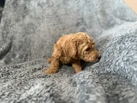 Red, a male Poodle - Standard  for sale in Austin, TX – 2 of 2