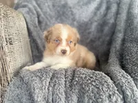 Bubbles, a female Australian Shepherd for sale in Houston, TX – 3 of 6