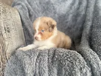 Bubbles, a female Australian Shepherd for sale in Houston, TX – 2 of 6