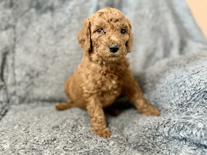 Black – Poodle - Standard  puppy for sale in Austin, TX