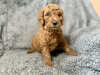 Black, a female Poodle - Standard  for sale in Austin, TX – 1 of 1