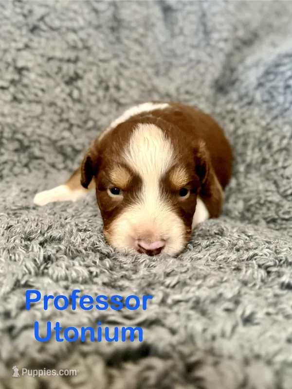 Professor Utonium, a male Australian Shepherd for sale in Tyler, TX – 1 of 2