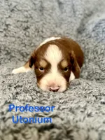 Professor Utonium, a male Australian Shepherd for sale in Tyler, TX – 1 of 2