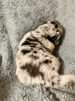 Hawk, a male Australian Shepherd and English Cream Golden Retriever for sale in Hawkins, TX – 4 of 4