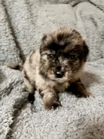 Reed, a male Australian Shepherd and English Cream Golden Retriever for sale in Ben Wheeler, TX – 2 of 6