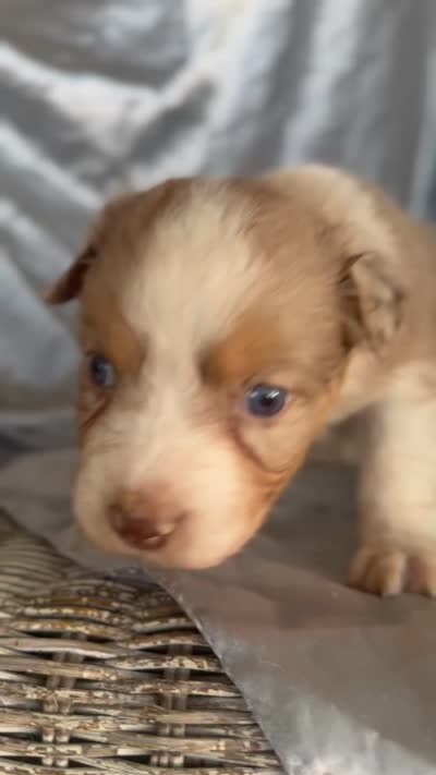 Bubbles, a female Australian Shepherd for sale in Austin, TX – 2 of 2
