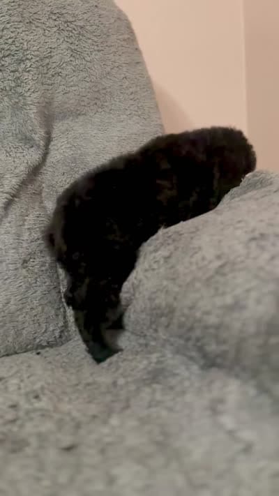 Pink (color theme litter) , a female Poodle - Standard  for sale in Houston, TX – 5 of 5