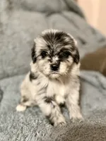 Finch, a male Australian Shepherd and English Cream Golden Retriever for sale in Ben Wheeler, TX – 4 of 4