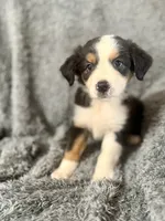Ron, a male Australian Shepherd for sale in Austin, TX – 3 of 4