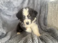 Buttercup , a female Australian Shepherd for sale in Houston, TX – 3 of 5