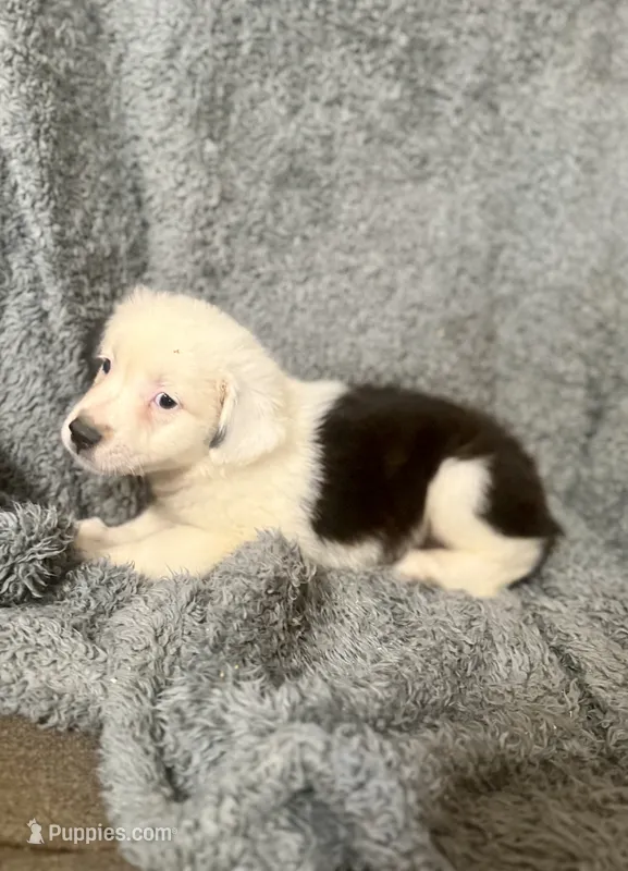 Draco – Australian Shepherd puppy for sale in Austin, TX