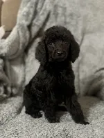 Pink (color theme litter) , a female Poodle - Standard  for sale in Houston, TX – 2 of 5