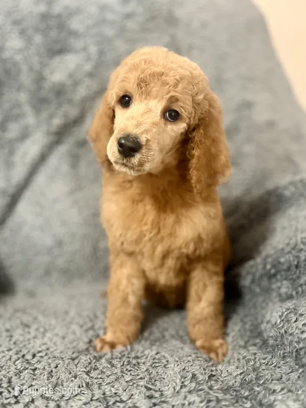 Grey (color themed litter)  – Poodle - Standard  puppy for sale in Houston, TX