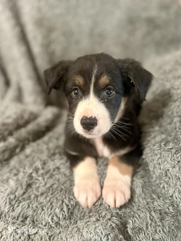 Hermione  – Australian Shepherd puppy for sale in Austin, TX