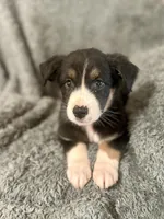 Hermione , a female Australian Shepherd for sale in Austin, TX – 1 of 3