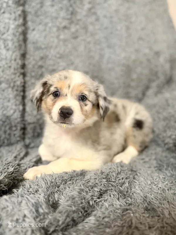 Luna – Australian Shepherd puppy for sale in Austin, TX