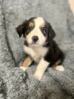 Ron, a male Australian Shepherd for sale in Austin, TX – 1 of 4