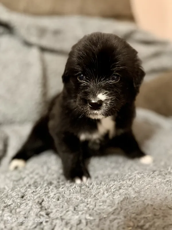 Meadow – Australian Shepherd, English Cream Golden Retriever puppy for sale in Hawkins, TX