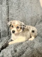 Luna, a female Australian Shepherd for sale in Austin, TX – 4 of 5