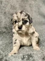 Finch, a male Australian Shepherd and English Cream Golden Retriever for sale in Hawkins, TX – 2 of 2