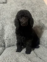 White (Color theme Litter) , a female Poodle - Standard  for sale in Houston, TX – 2 of 3