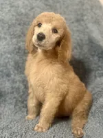 Green (Color theme Litter) , a male Poodle - Standard  for sale in Houston, TX – 3 of 3