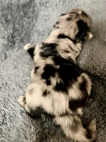 Robin, a male Australian Shepherd and English Cream Golden Retriever for sale in Hawkins, TX – 3 of 3