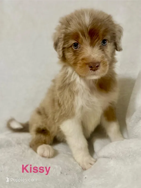 Kissy  – Aussiedoodle puppy for sale in Tyler, TX