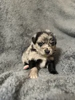 Wren, a female Australian Shepherd and English Cream Golden Retriever for sale in Hawkins, TX – 2 of 2