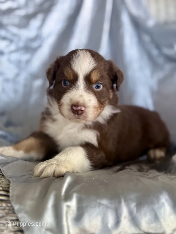 Professor Utonium – Australian Shepherd puppy for sale in Austin, TX