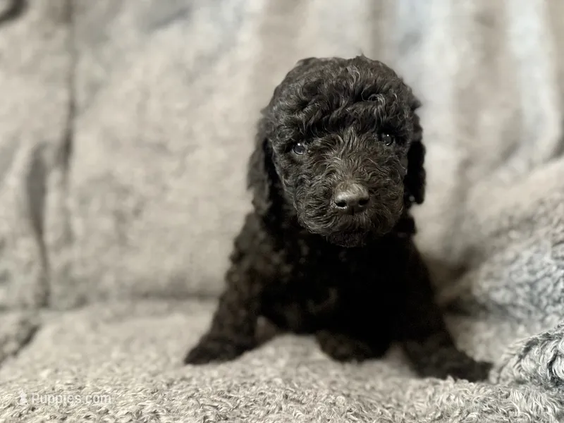 Brown – Poodle - Standard  puppy for sale in Austin, TX