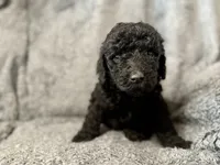 Brown, a female Poodle - Standard  for sale in Austin, TX – 1 of 1