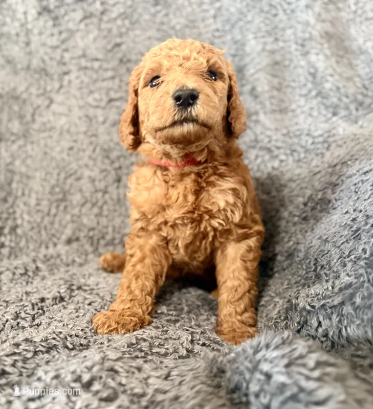 Red – Poodle - Standard  puppy for sale in Austin, TX