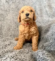 Red, a male Poodle - Standard  for sale in Austin, TX – 1 of 2
