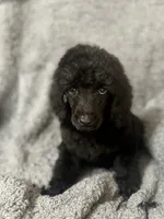 Purple (Color Theme Litter) , a male Poodle - Standard  for sale in Houston, TX – 1 of 4