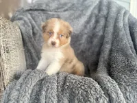 Bubbles, a female Australian Shepherd for sale in Houston, TX – 1 of 6