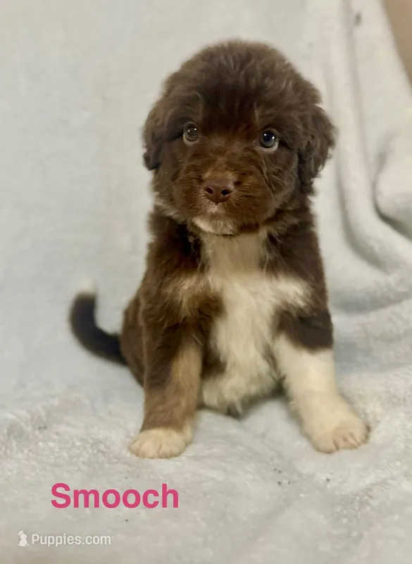 Smooch  – Aussiedoodle puppy for sale in Tyler, TX
