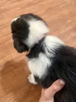 Dobby, a male Australian Shepherd for sale in Austin, TX – 4 of 4