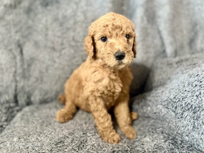 Green – Poodle - Standard  puppy for sale in Austin, TX