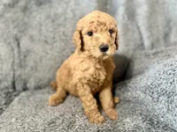 Green, a female Poodle - Standard  for sale in Austin, TX – 1 of 1