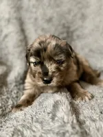 Reed, a male Australian Shepherd and English Cream Golden Retriever for sale in Hawkins, TX – 2 of 3