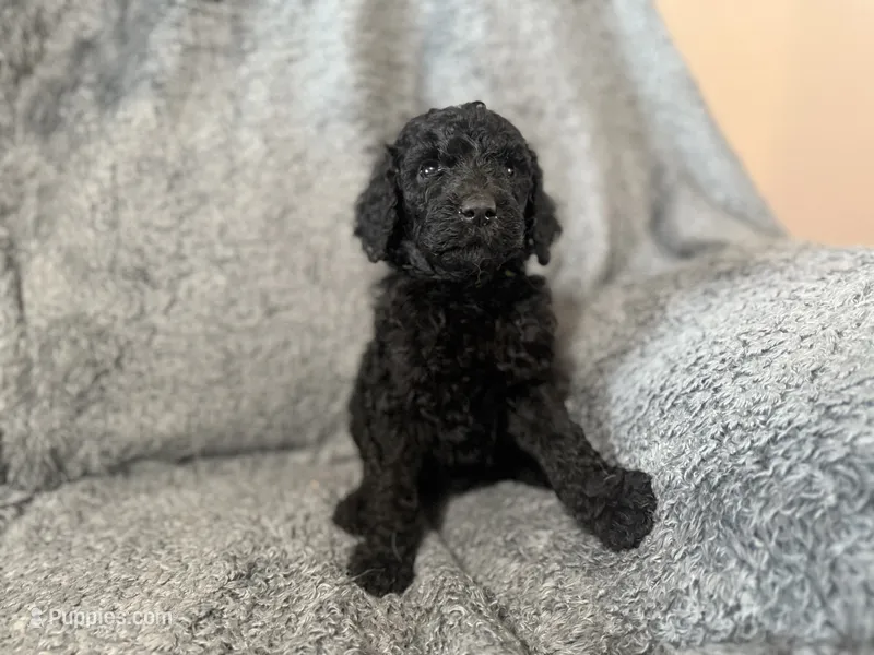 Lime – Poodle - Standard  puppy for sale in Austin, TX
