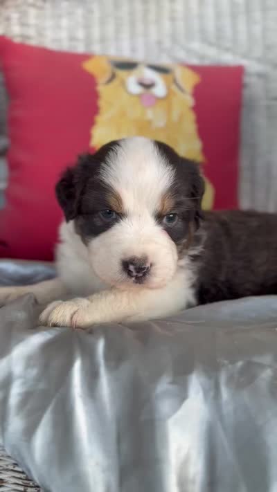 Blossom , a female Australian Shepherd for sale in Austin, TX – 2 of 2