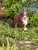 Professor Utonium, a male Australian Shepherd for sale in Houston, TX – 2 of 9