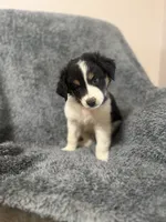 Dobby, a male Australian Shepherd for sale in Austin, TX – 2 of 4