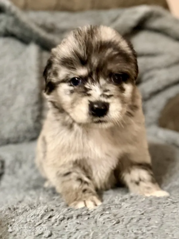 Hawk – Australian Shepherd, English Cream Golden Retriever puppy for sale in Hawkins, TX