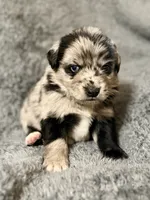  Wren, a female Australian Shepherd and English Cream Golden Retriever for sale in Hawkins, TX – 1 of 2